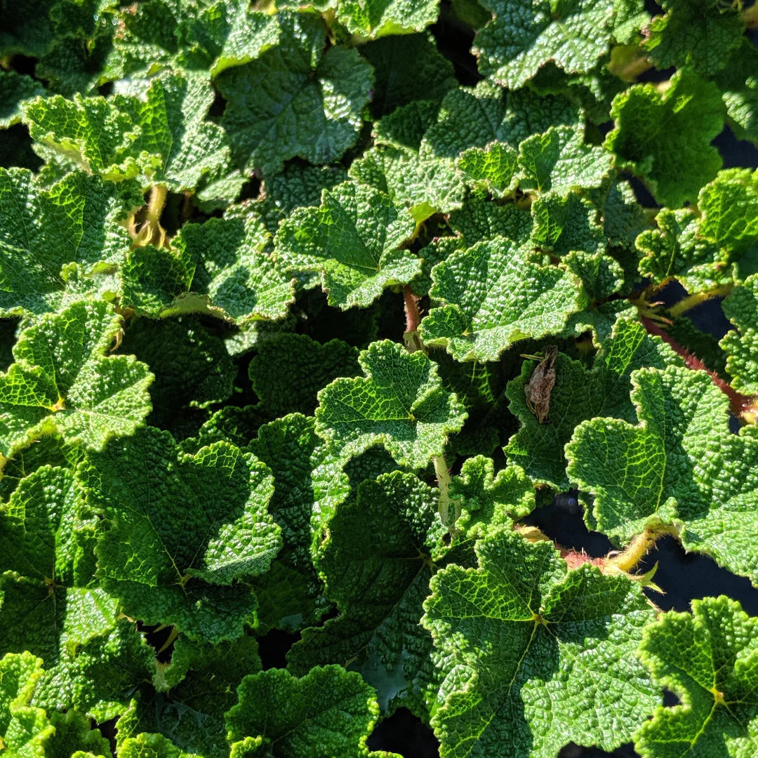Hardy Christmas Fern perennial plant