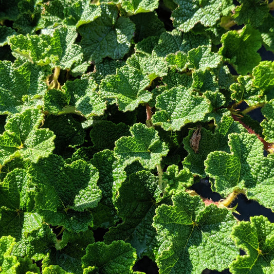 Hardy Christmas Fern perennial plant