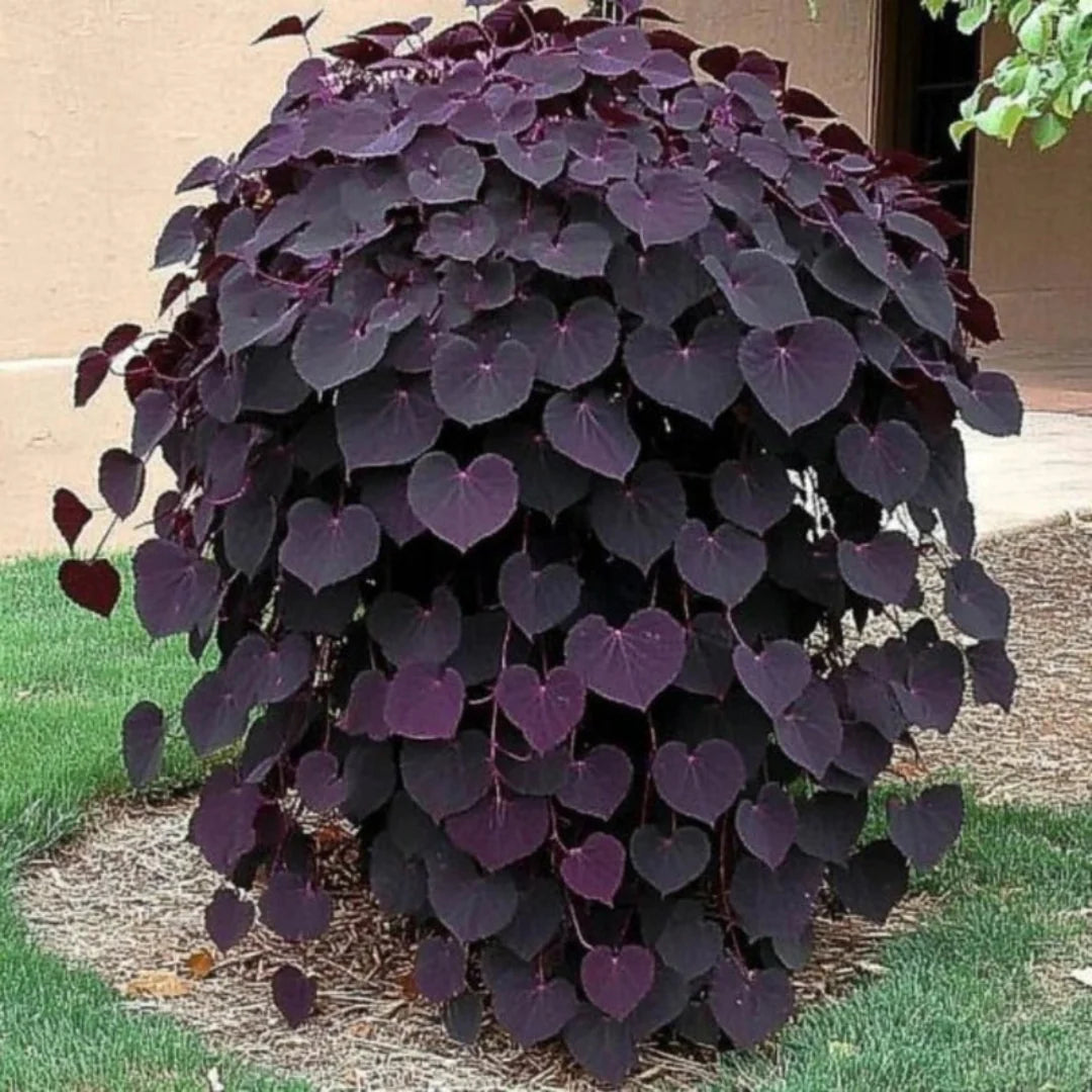 Ruby Falls Weeping Redbud tree showing cascading branches and deep purple foliage in a garden setting