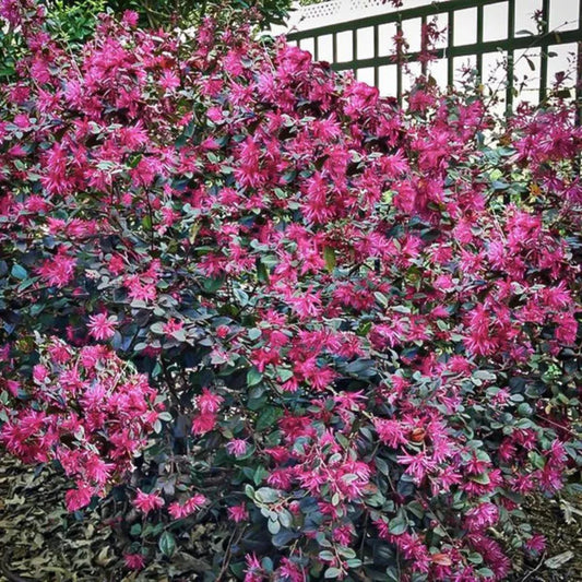 Ruby Loropetalum Chinese Fringe Flower