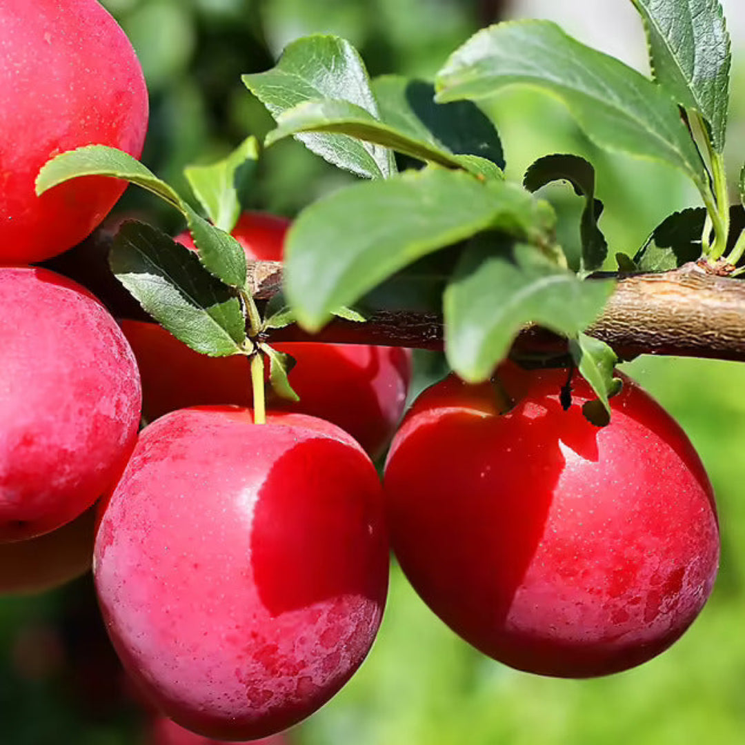Ruby Sweet Plum Tree with ripe red plums on branches.