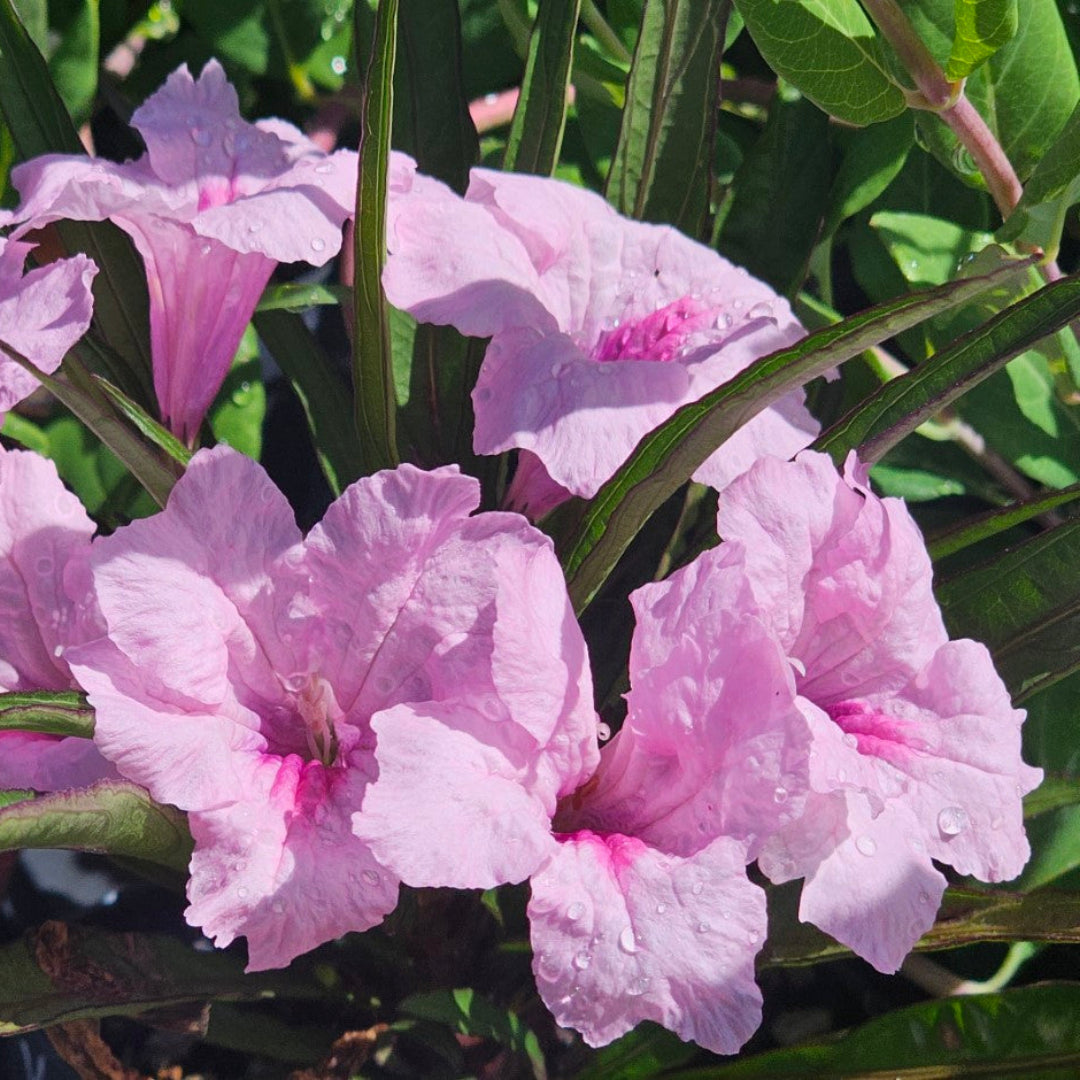 homeandgardensforless.com