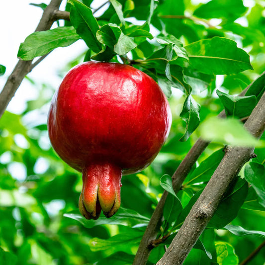 Cold-hardy Russian Pomegranate tree with support stake and green foliage