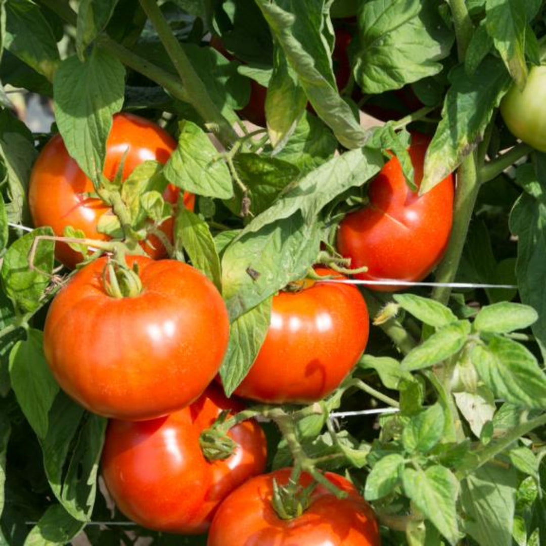 Tomato Plant 'Rutgers'