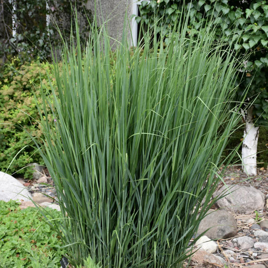 Close-up of Northwind Switchgrass blades
