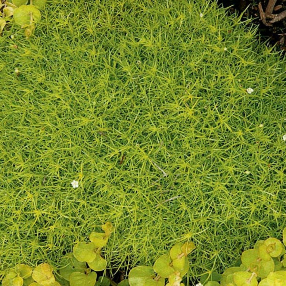 (10 Count Flat 4.5 Inch Pots) Sagina Subulata 'Aurea' Scotch Moss, (Ground Cover), Low Moss-Like Carpet of Bright Neon-Yellow Foliage