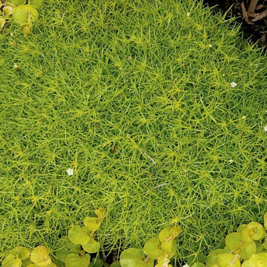 Golden Scotch Moss ground cover plant with dense mat growth