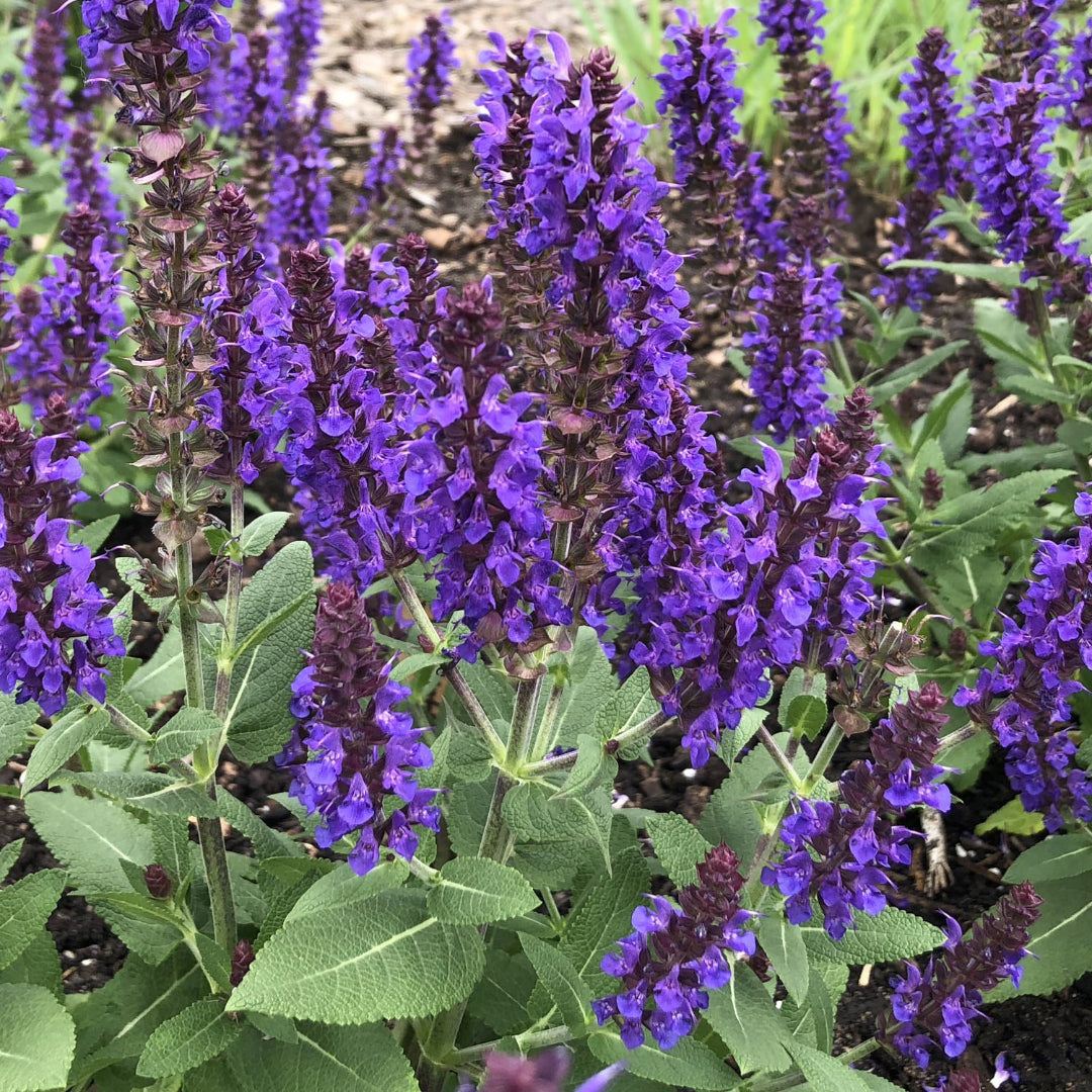 Salvia nemorosa 'Violet Profusion' - [EG]
