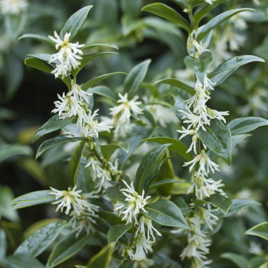 Sweet Box Sarcococca shrub in nursery pot ready for planting