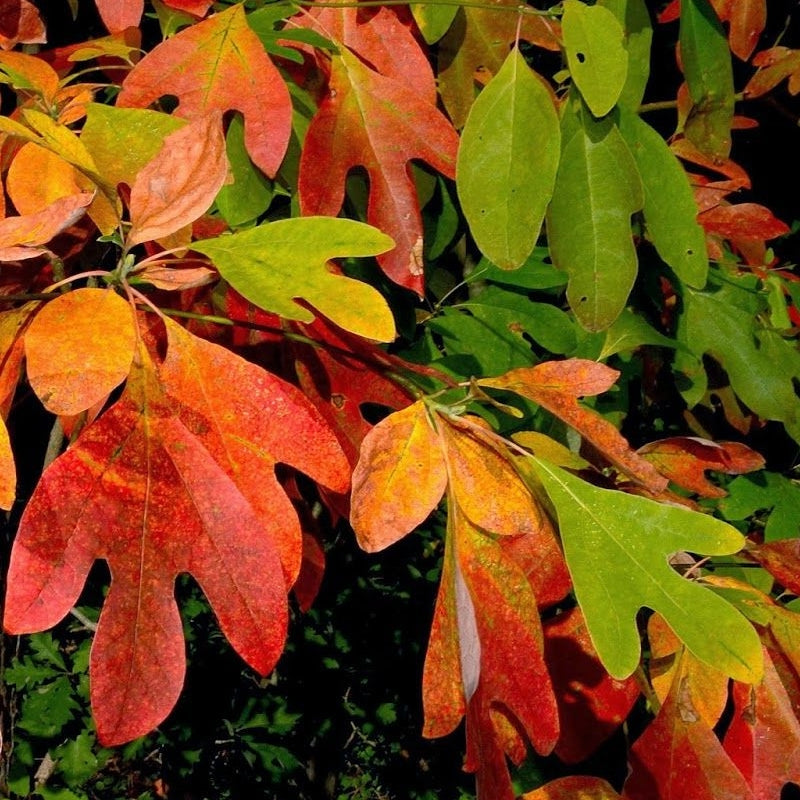 Sassafras Tree