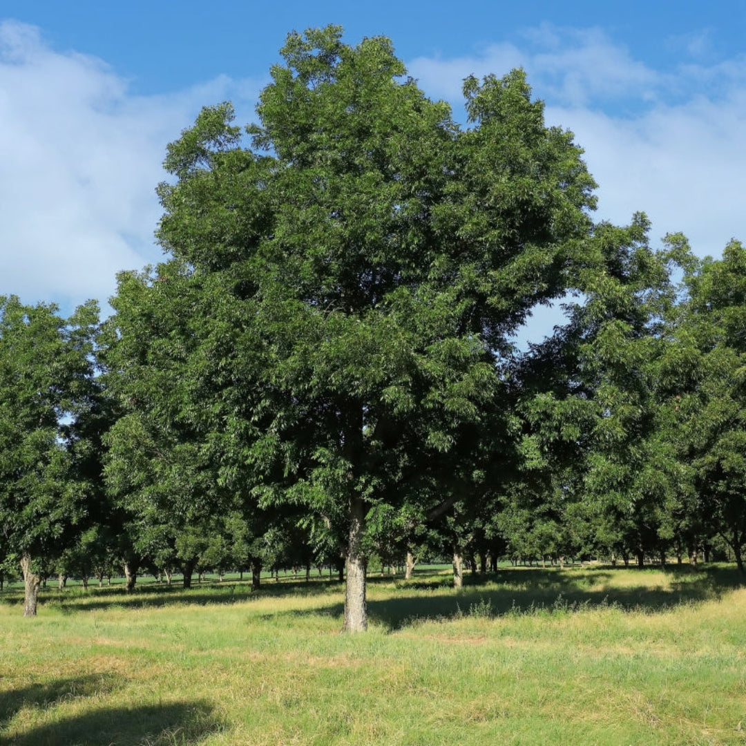 Native pecan tree showing upright growth and strong branching