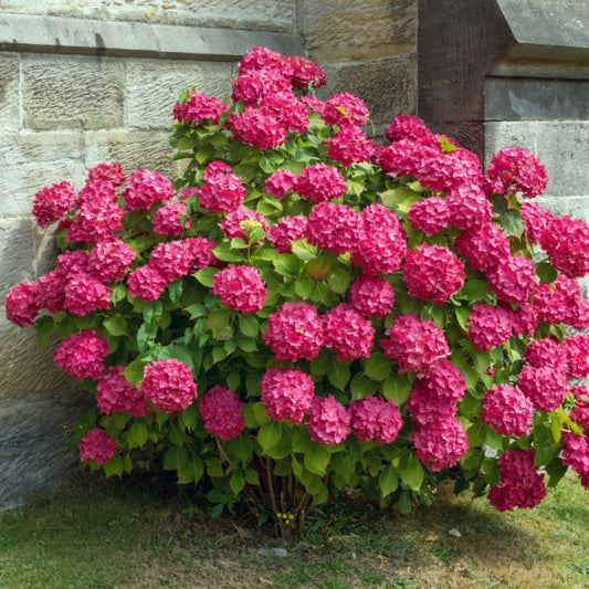 Potted Hydrangea Merritts Supreme with rich pink flower clusters at Pixies Gardens
