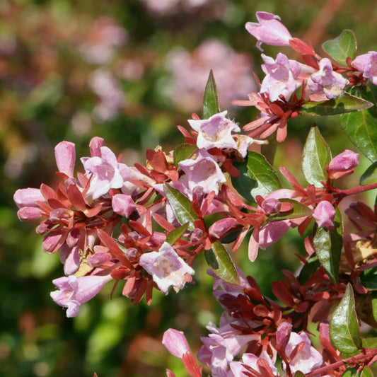 3 gallon Abelia Edward Goucher shrub ready for garden planting