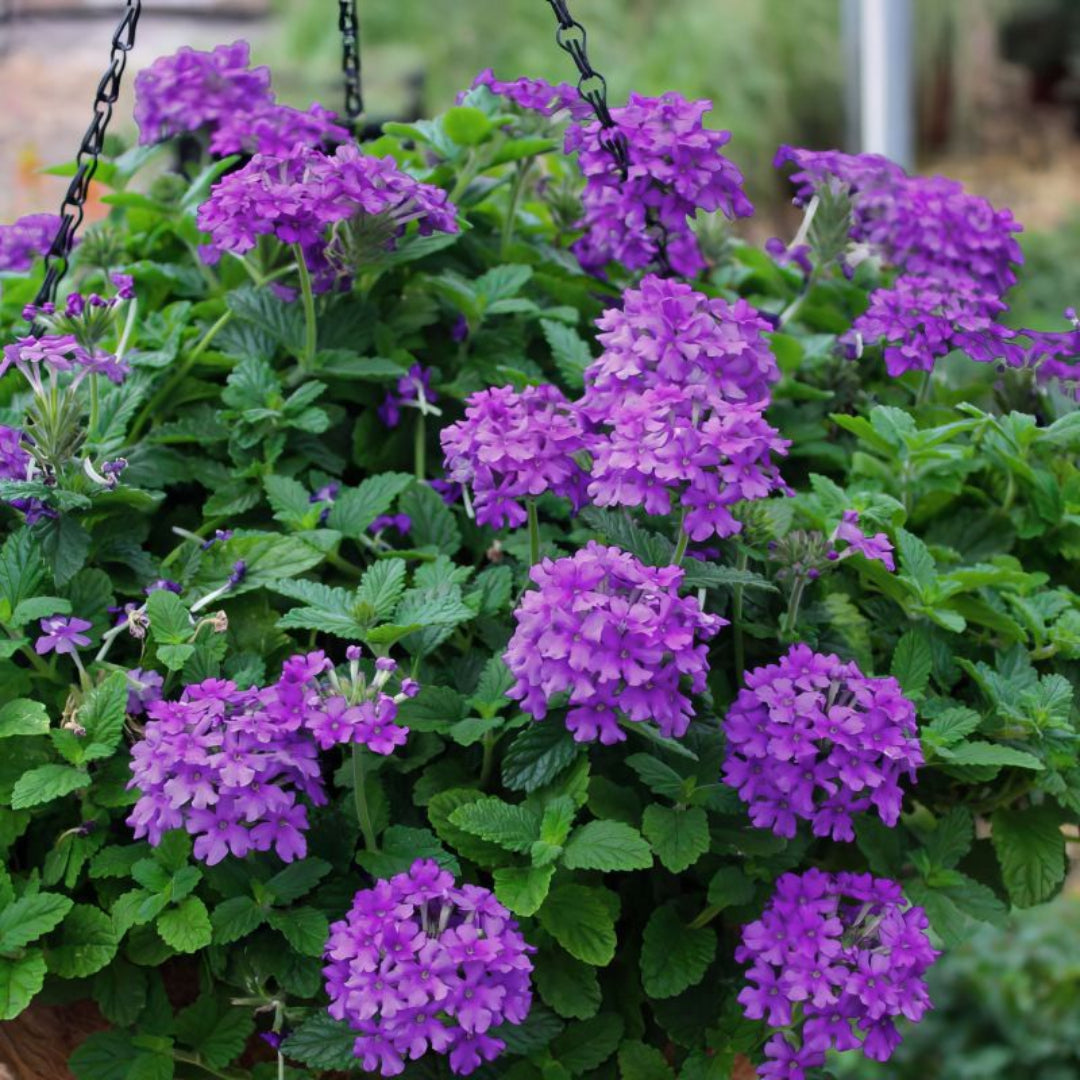 Verbena Homestead Purple ground cover plant