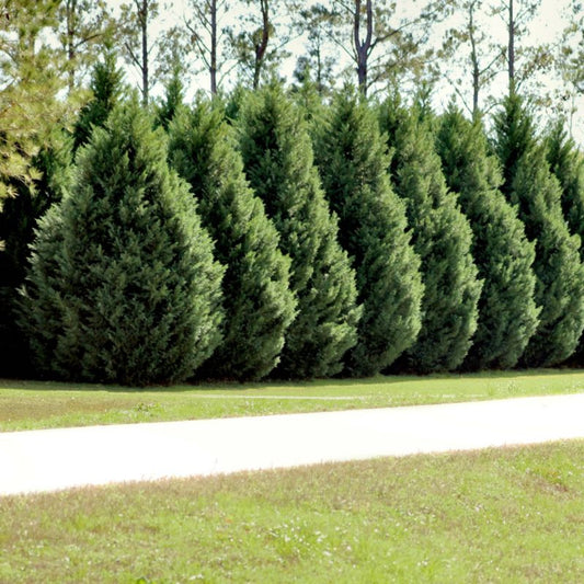 Fresh liners with healthy green growth