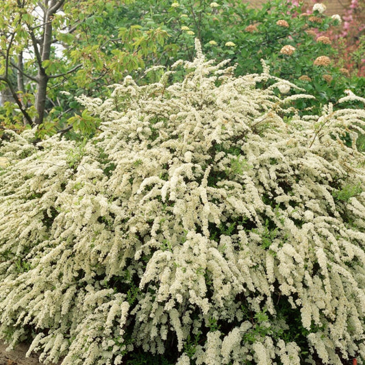 Spiraea Vanhouttei – Bridal Wreath Spirea | Cascading White Blooms | Zones 3–8 live plant for landscaping and home gardens