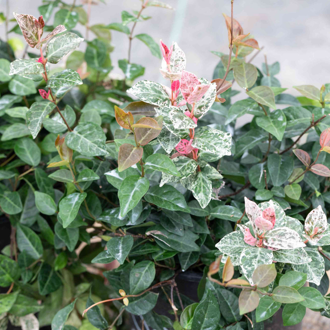 Asiatic Jasmine Groundcover Plant – groundcover