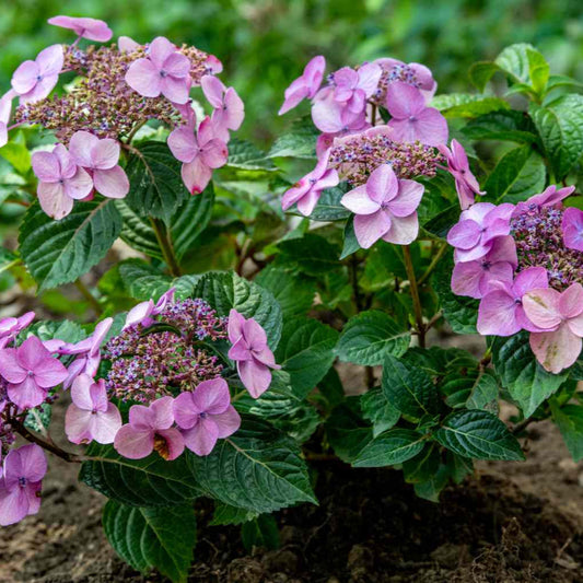 Endless Summer Pop Star Hydrangea care guide showing compact blue flowering shrub