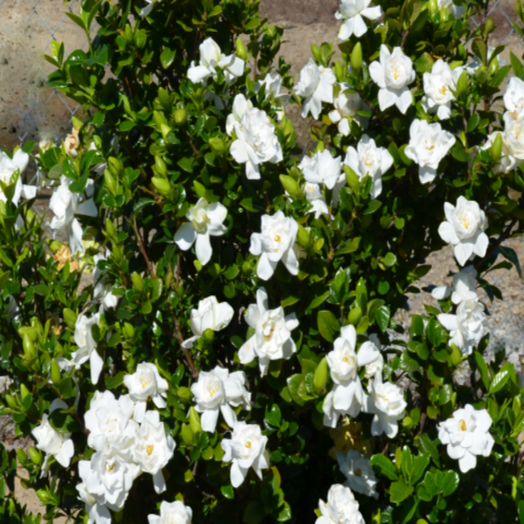 homeandgardensforless.com