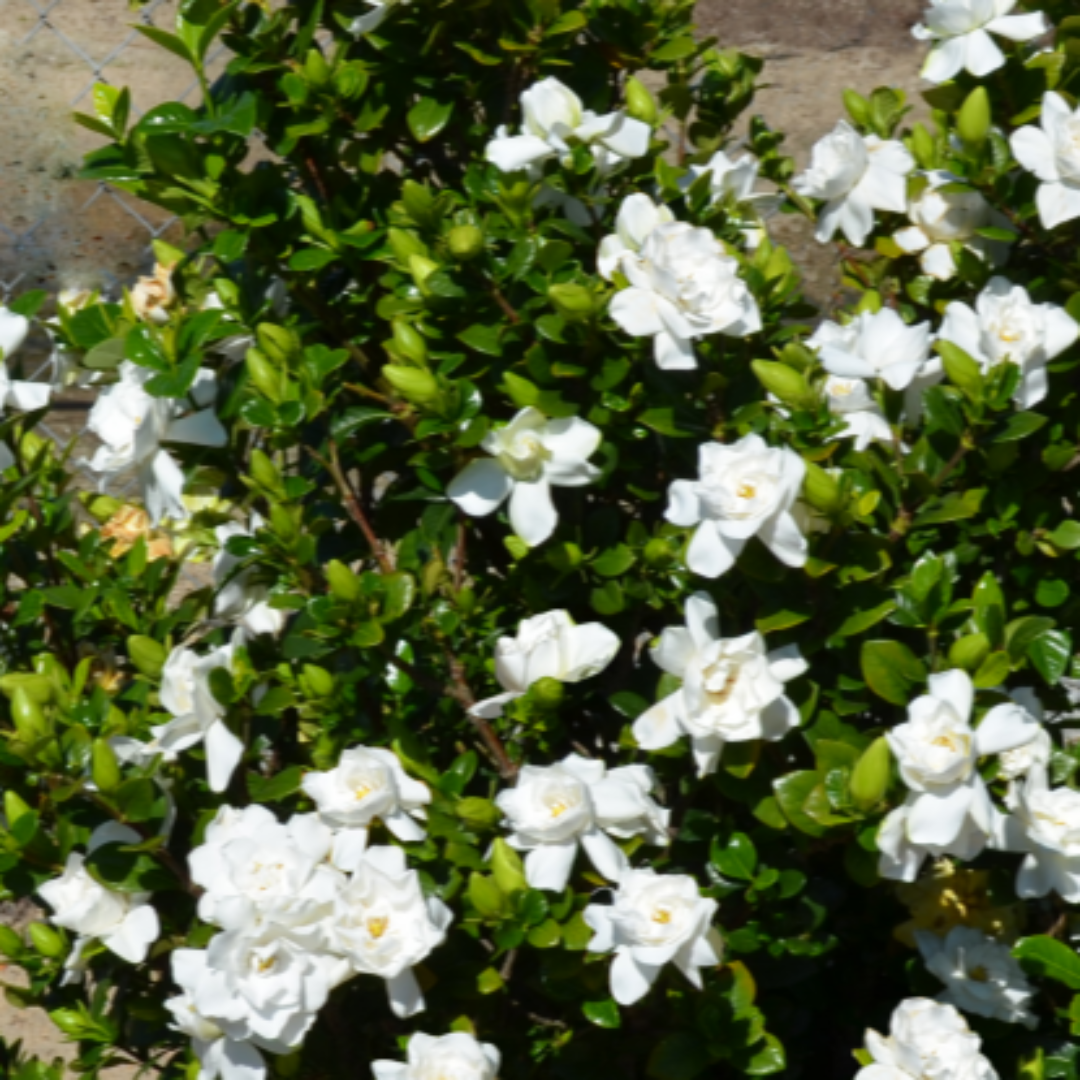 homeandgardensforless.com