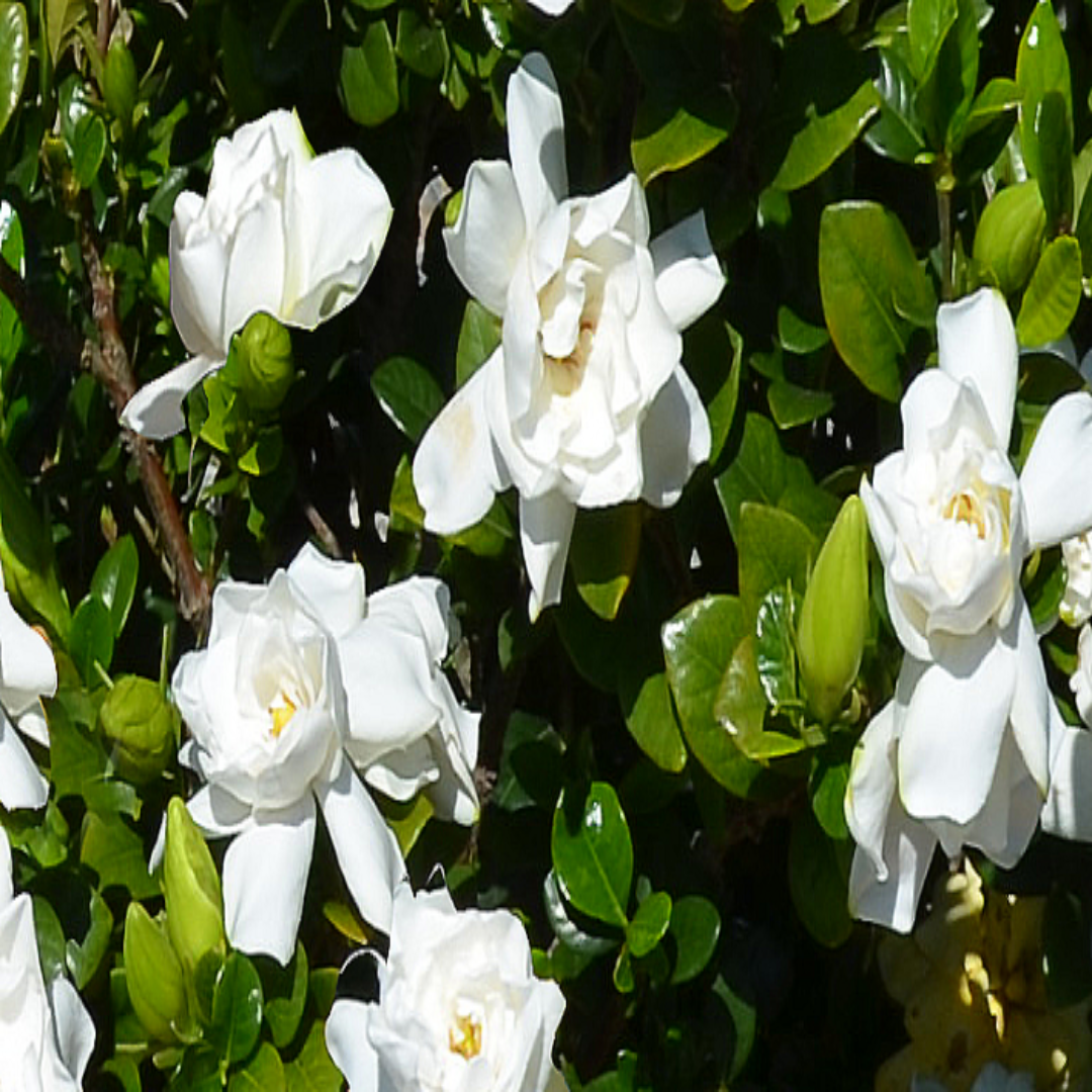 homeandgardensforless.com