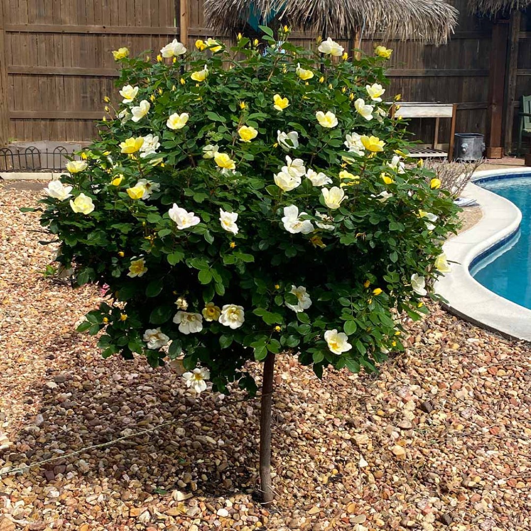 Single trunk Sunny Knockout Rose growing upright outdoors