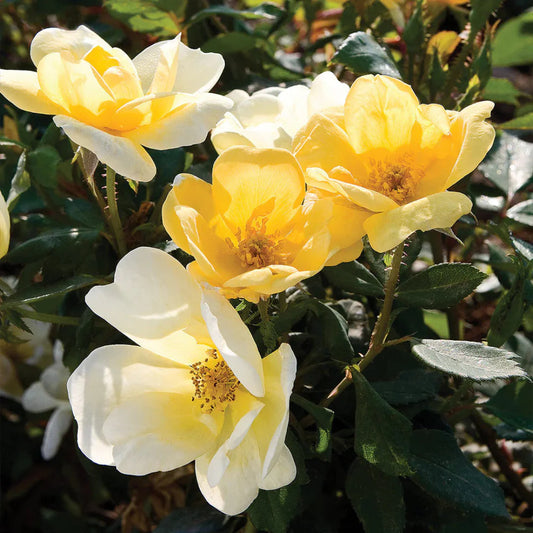 Tree form Sunny Knockout Rose with rounded flowering canopy