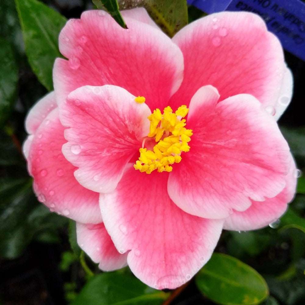 Camellia Sadaharu Oh | Camellia Sadaharu Oh: A crimson tribute to the baseball legend, gracing your garden with striking red blooms, symbolizing excellence and strength.