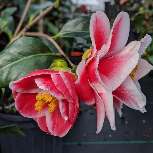 Camellia Sadaharu Oh flowering evergreen camellia shrub in garden