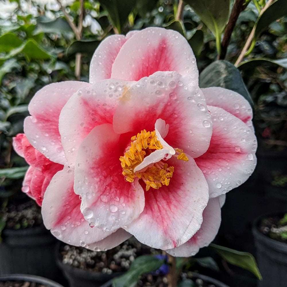 Camellia Sadaharu Oh | Camellia Sadaharu Oh: A crimson tribute to the baseball legend, gracing your garden with striking red blooms, symbolizing excellence and strength.