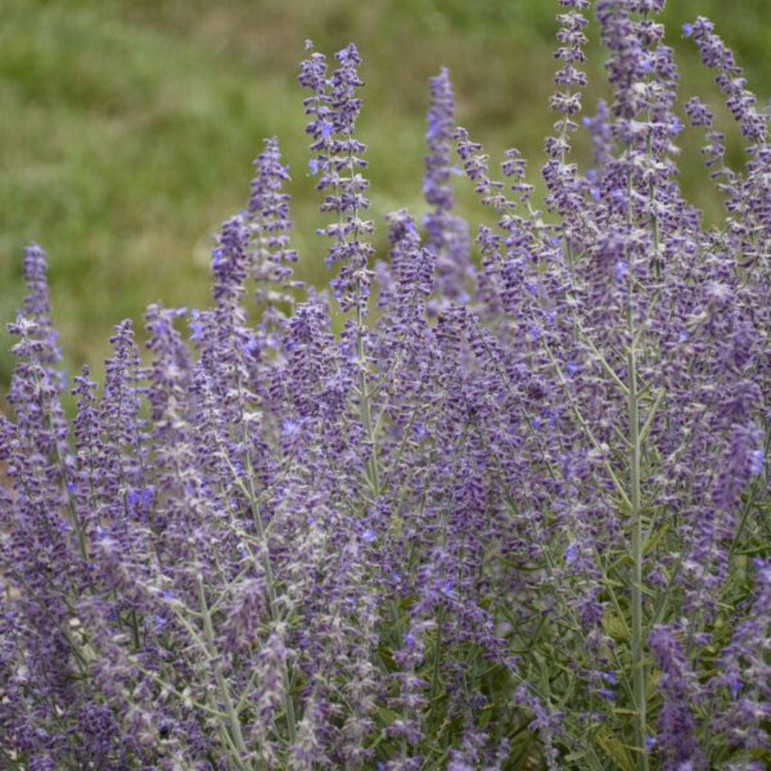 Perovskia atriplicifolia 'Sage Advice' – evergreen shrub