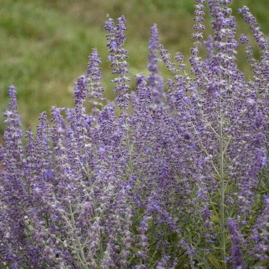 Perovskia atriplicifolia 'Sage Advice' – evergreen shrub