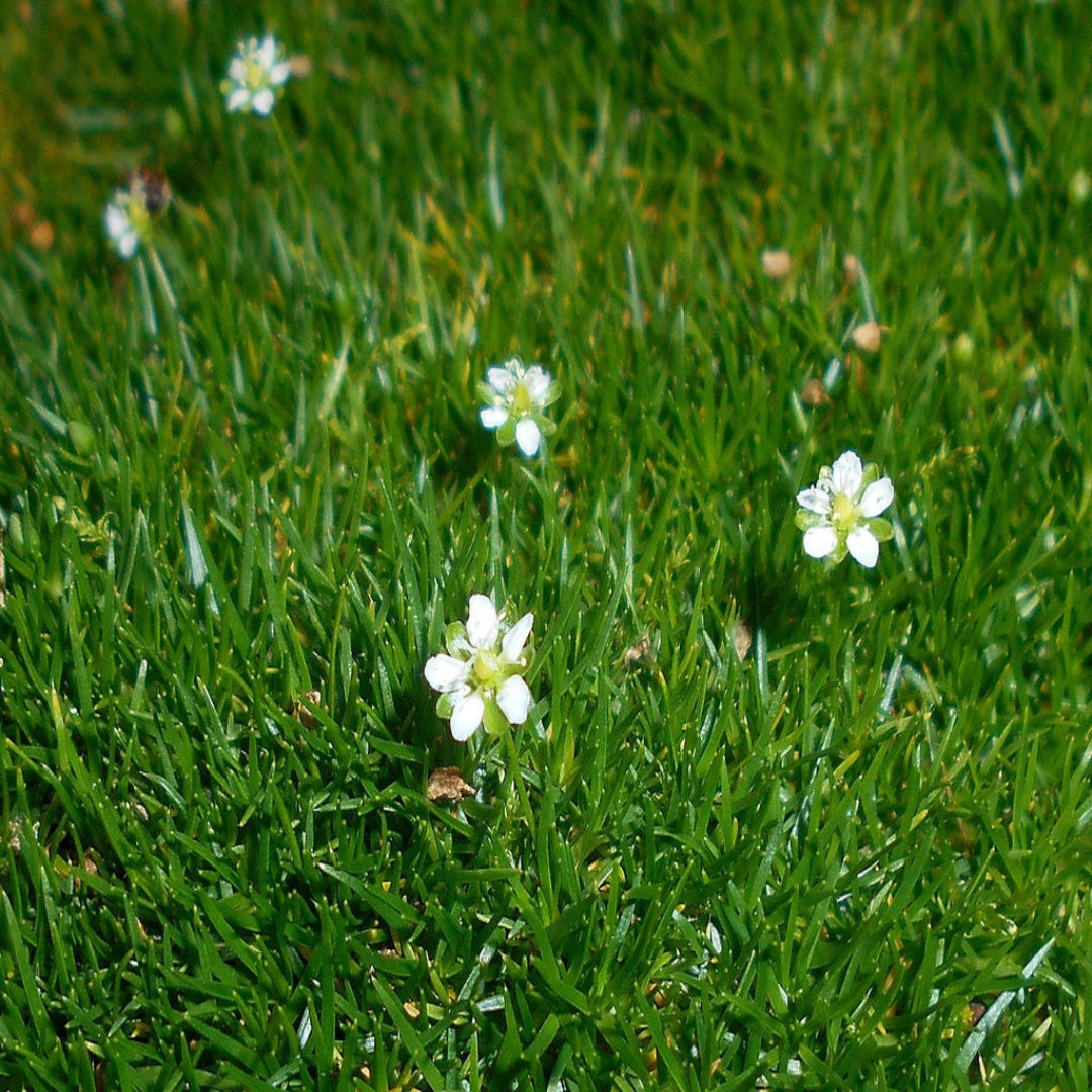 Sagina subulata Irish moss plant with small white flowers ground cover