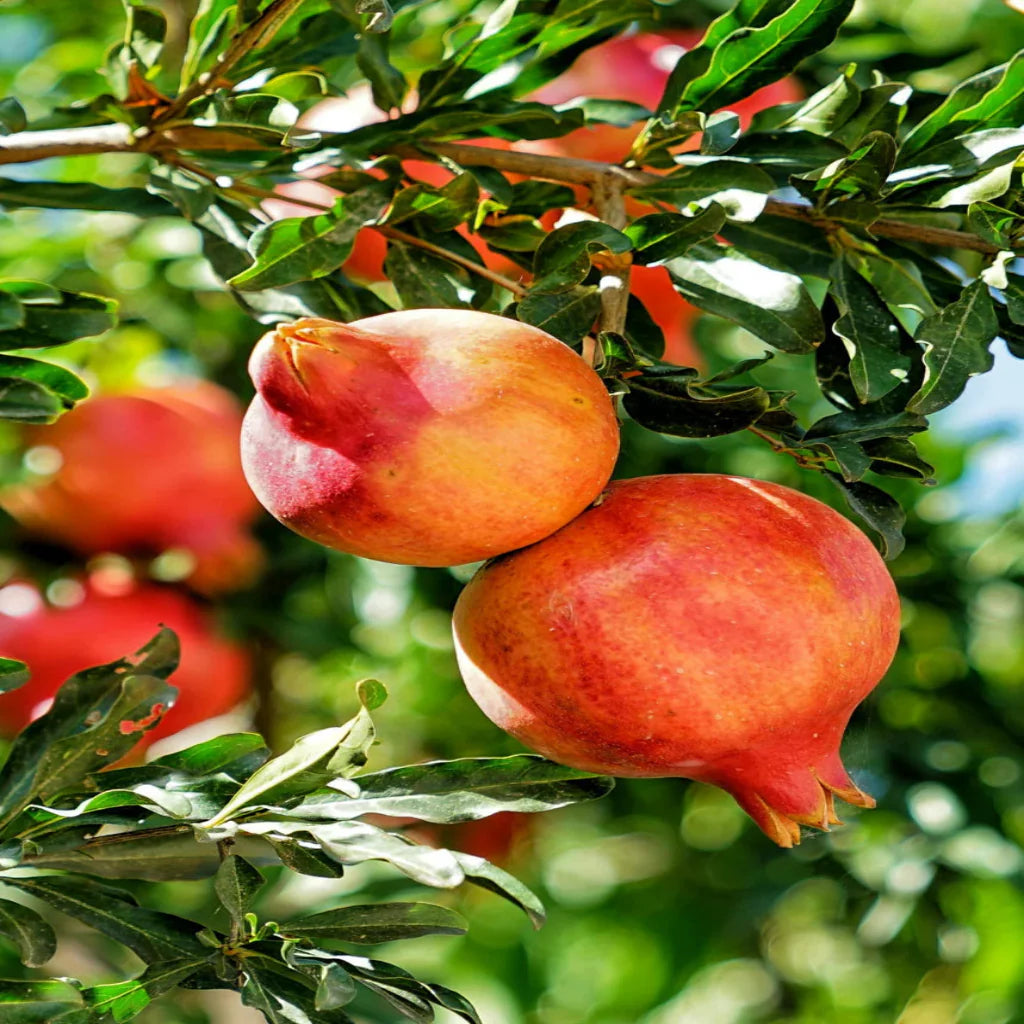 Whole and sliced Salavatski Pomegranate fruit for display