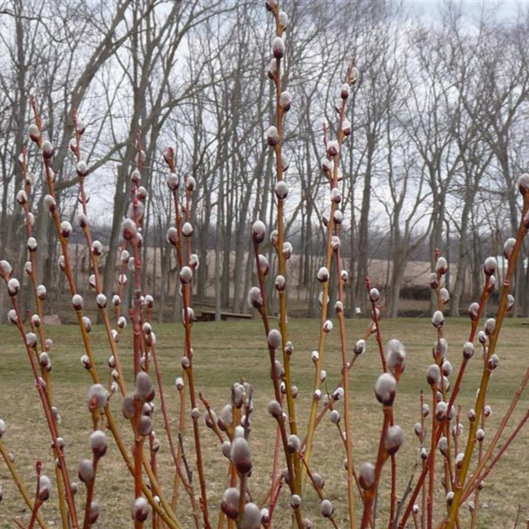 French Pussy Willow, Large, Upright, Oval To Rounded Shrub. Produces Large Velvety Silver White Catkins In Early Spring.