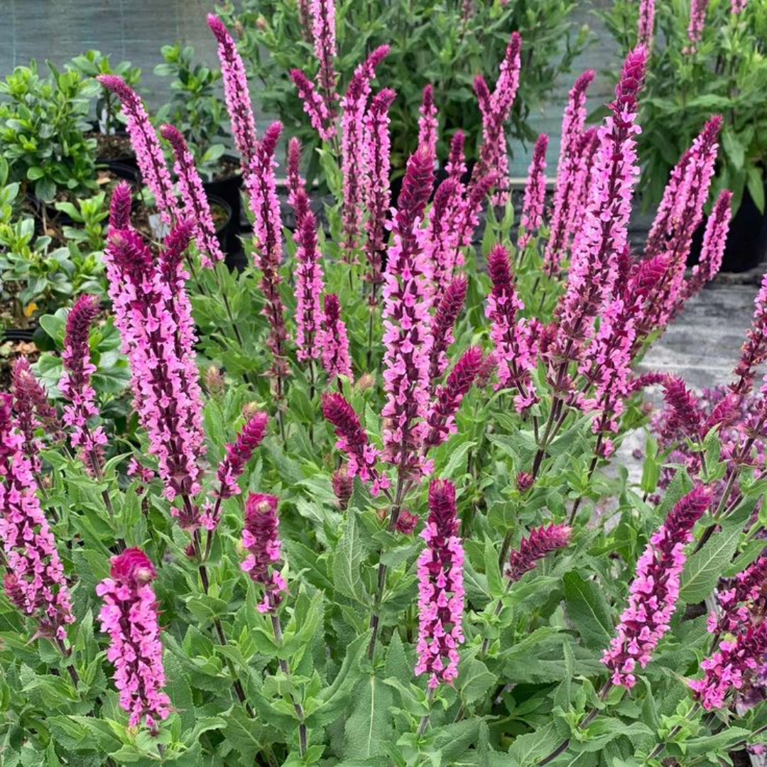 Salvia nemorosa 'Pink Profusion'