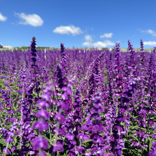 Salvia leucantha 'Santa Barbara' – evergreen