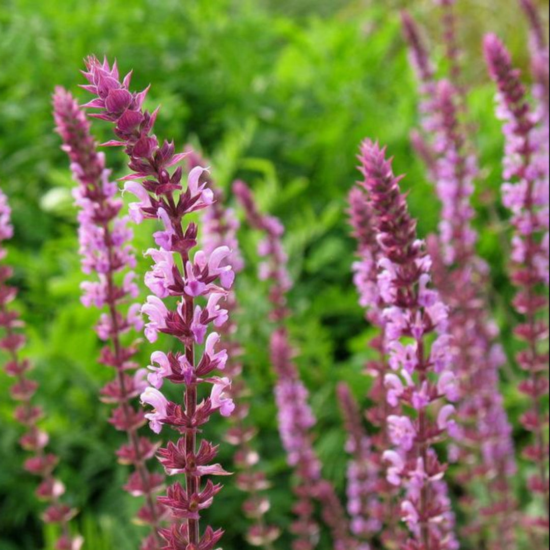 Salvia nemorosa 'Pink Profusion'