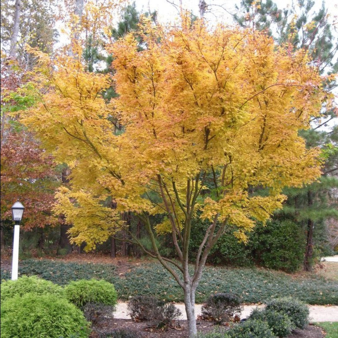 Sango Kaku Japanese Maple showcasing coral bark and fresh green leaves