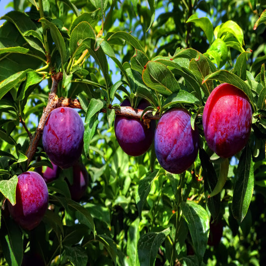 Close-up of Santa Rosa Plum fruits on the tree