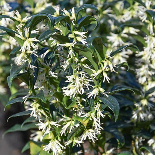 Sarcococca Sweet Box evergreen shrub with dense glossy green foliage