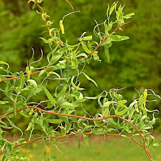 Scarlet Curly Willow Tree – shrub