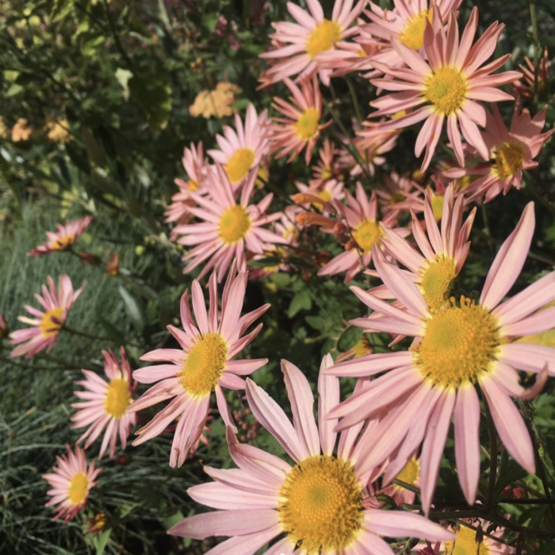 homeandgardensforless.com