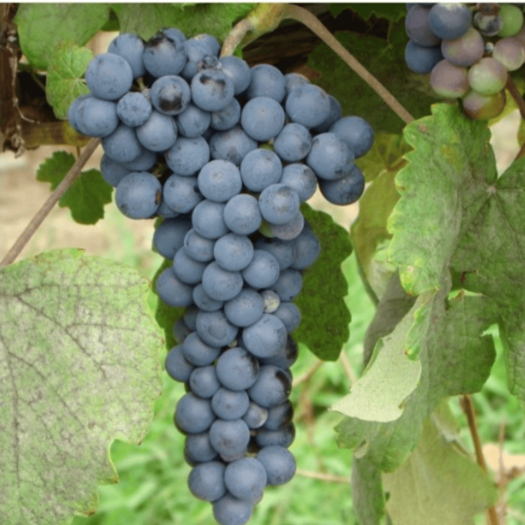 Thomcord grape growing chart showing plant structure and seasonal growth