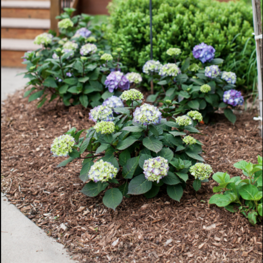 Bloomstruck Endless Summer Hydrangea for Sale Colorful Flowering Shrub
