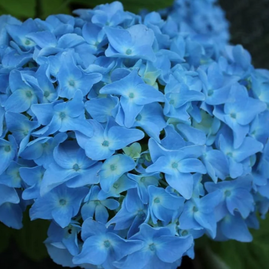 Hydrangea Macrophylla Dooley blooming in vibrant blue tones