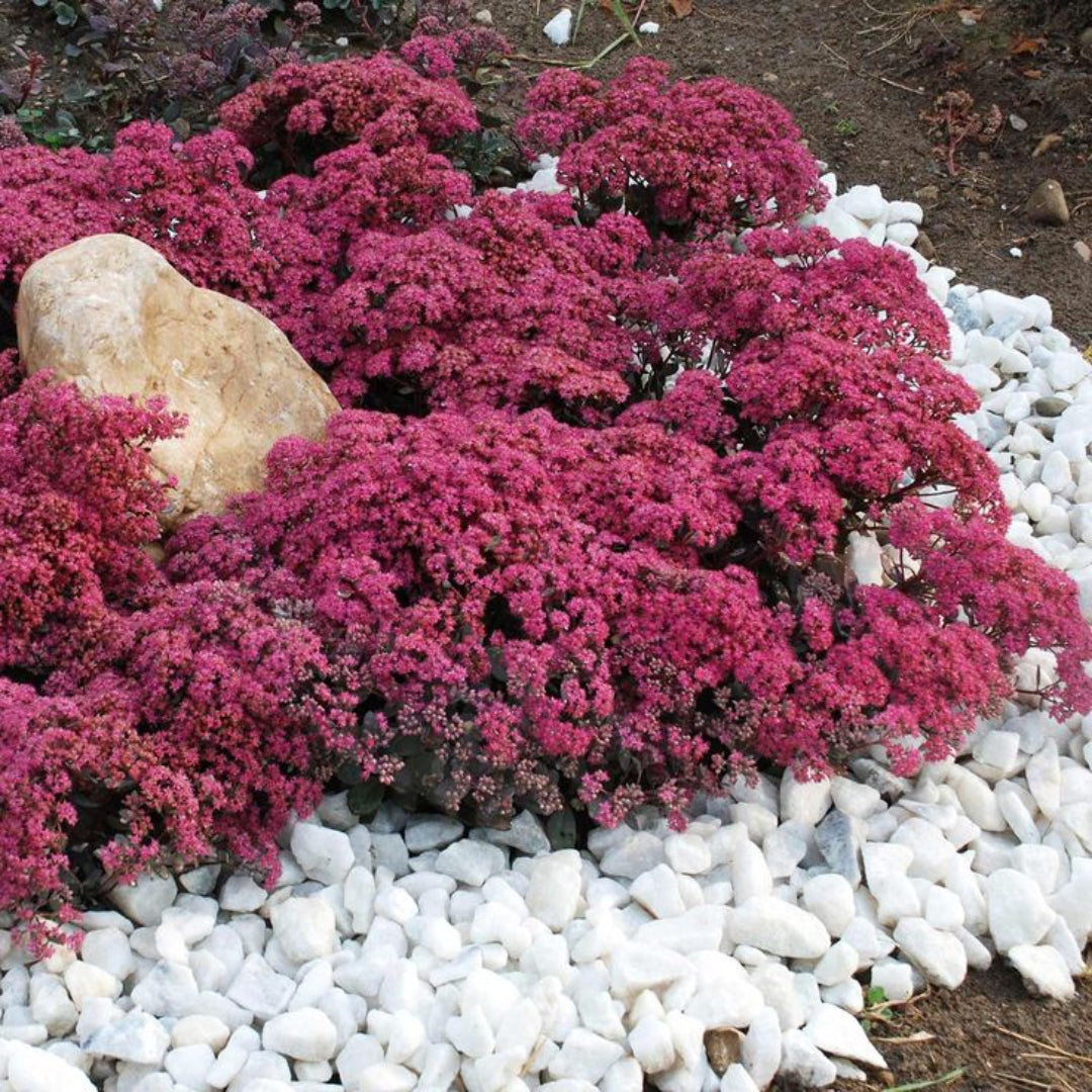 Sedum SunSparkler® 'Dazzleberry' - [EG]