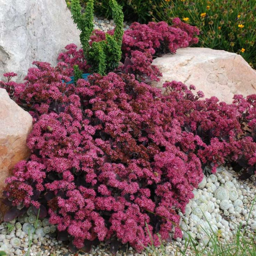 Sedum SunSparkler® 'Dazzleberry' - [EG]