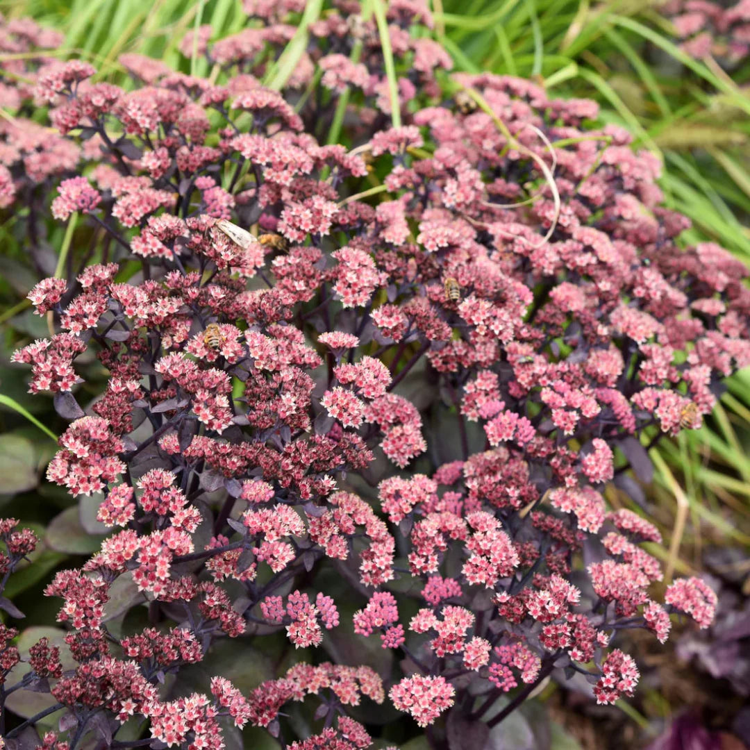 Sedum Rock 'n' Grow 'Back in Black'