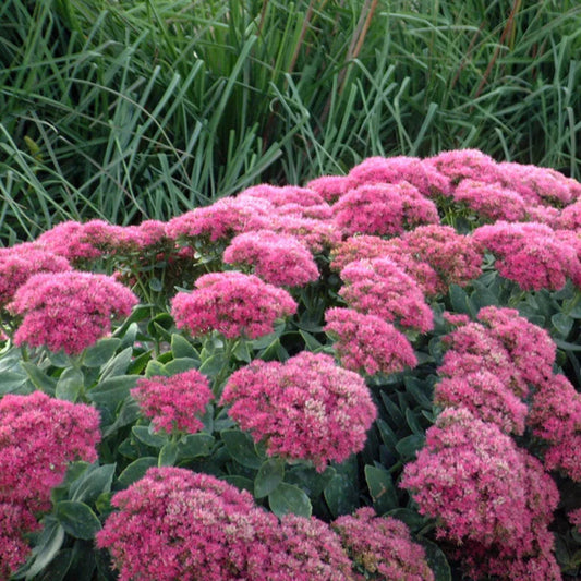Sedum spectabile Neon – evergreen